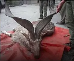 Dead Markhor Goat