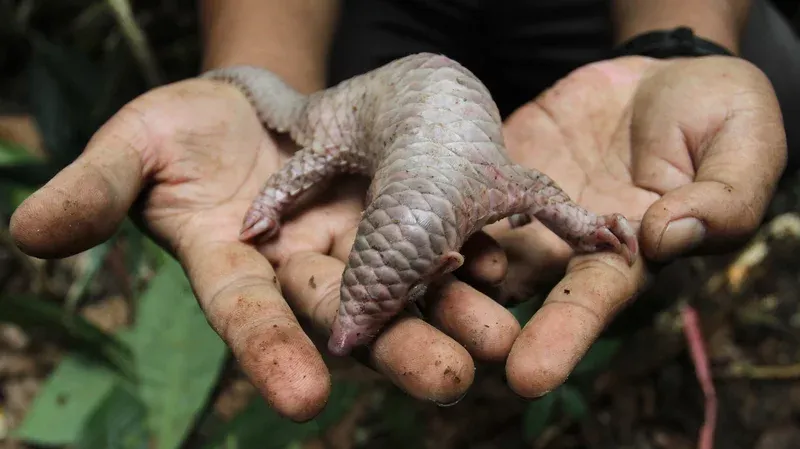 pangolin